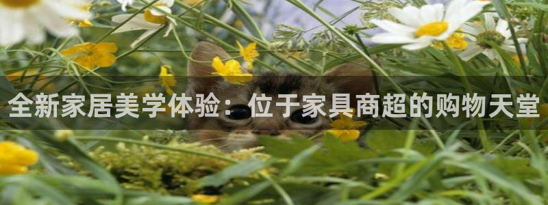 安信12app
